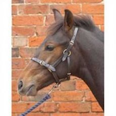 Leather Foal Head Collar