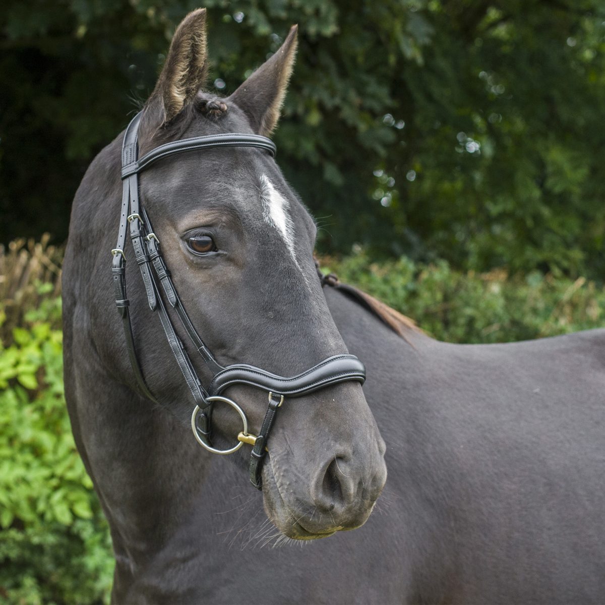 Finesse bridles deals