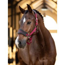 LeMieux Vogue Headcollar - Ember