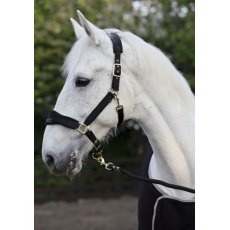Cameo Equine Suede Elite Headcollar & Leadrope Cameo Equine Suede Elite Headcollar & Leadrope