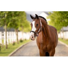 LeMieux Capella Headcollar - Fondant LeMieux Capella Headcollar - Fondant