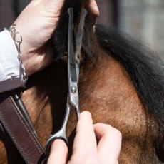 Smart Grooming 6.5" Curved Safety Scissors Smart Grooming 6.5" Curved Safety Scissors
