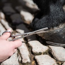 Smart Grooming 6" Curved Trimming Scissors Smart Grooming 6" Curved Trimming Scissors