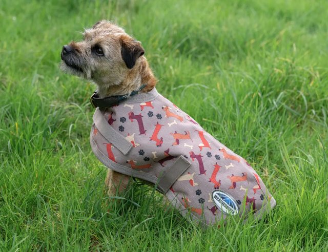 Weatherbeeta Weatherbeeta Comfitec Essential Dog Coat - Dachshund Print