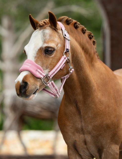 LeMieux LeMieux Mini Vogue Headcollar - Peony