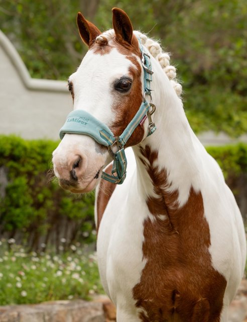 LeMieux LeMieux Mini Vogue Headcollar - Aqua