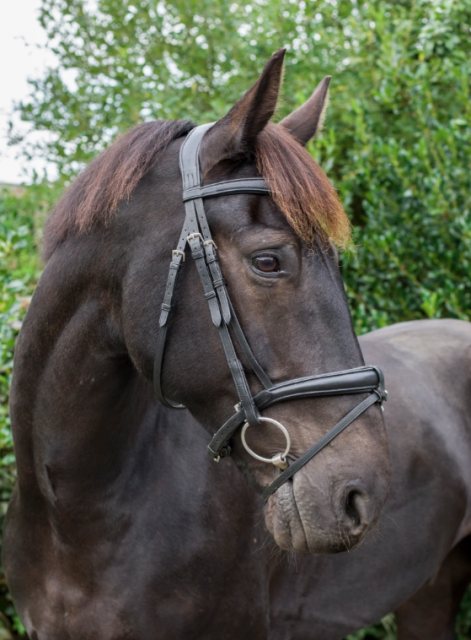 EcoRider Ecorider Ecosoft Luxe Bridle