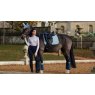 LeMieux LeMieux Suede Dressage Square - Glacier